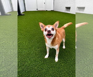 Charley - Male Chihuahua-Unknown Mix Dog for Adoption - Photo #2