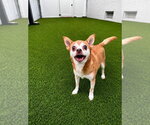 Small #1 Chihuahua Mix