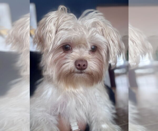 Medium Photo #1 Maltese-Unknown Mix Puppy For Sale in Tenafly, NJ, USA