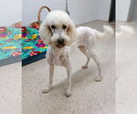 Small #4 Poodle (Standard)
