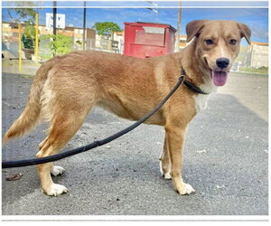 Golden Labrador Dogs for adoption in Virginia Beach, VA, USA
