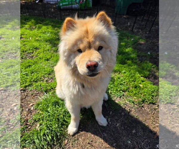 Medium Photo #3 Chow Chow Puppy For Sale in San Antonio, TX, USA