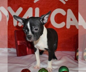 Boston Terrier Puppy for sale in MILLERSBURG, OH, USA