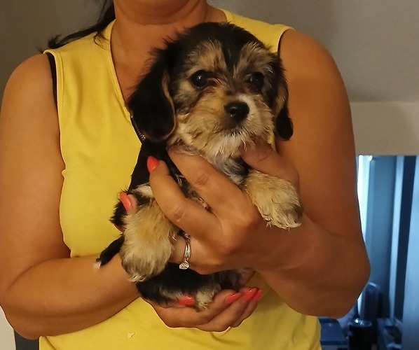 Medium Photo #3 Dorkie Puppy For Sale in BURLINGTON, MA, USA