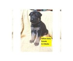 Small #6 German Shepherd Dog