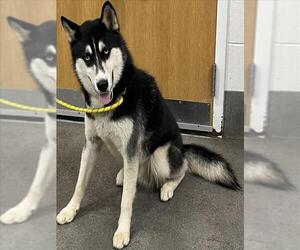 Siberian Husky Dogs for adoption in Forestville, MD, USA