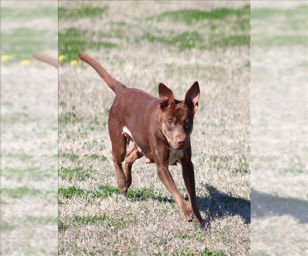 Medium Photo #1 Feist Terrier-Unknown Mix Puppy For Sale in Grovetown, GA, USA