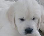 Small Photo #2 English Cream Golden Retriever Puppy For Sale in FOWLERVILLE, MI, USA