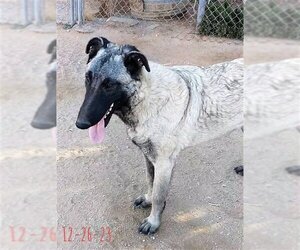 Paprika - of the Belgian Malinois x family - Female German Shepherd Dog-Unknown Mix Dog for Adoption - Photo #4