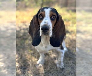 Bagle Hound Dogs for adoption in Boonton, NJ, USA
