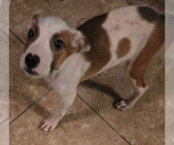 Medium Photo #1 American Staffordshire Terrier-Labrador Retriever Mix Puppy For Sale in San Antonio, TX, USA