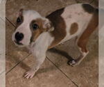Small American Staffordshire Terrier-Labrador Retriever Mix