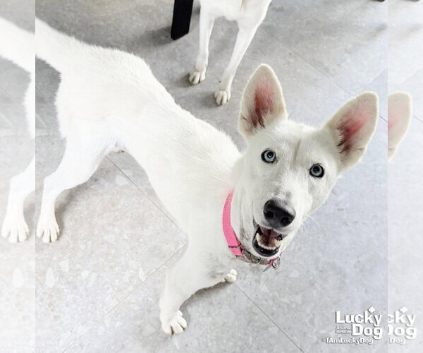 Medium Photo #2 Siberian Husky-Unknown Mix Puppy For Sale in Washington, DC, USA