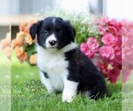 Small #3 Border Collie
