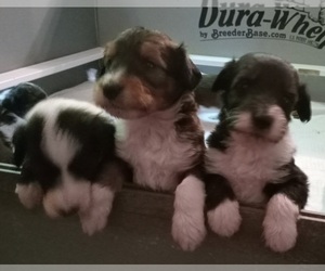 Collie-Poodle (Miniature) Mix Litter for sale in PERU, IN, USA