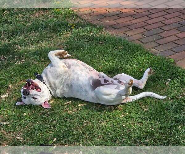 Medium Photo #4 American Staffordshire Terrier-Unknown Mix Puppy For Sale in Holly Springs, NC, USA