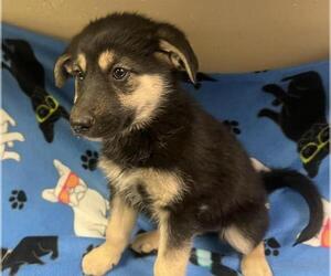 German Shepherd Dog Dogs for adoption in HESPERIA, CA, USA