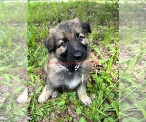German Shepherd Dog Puppy for Sale in PIEDMONT, Missouri USA