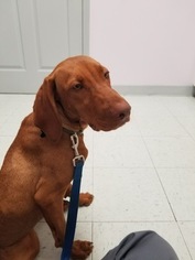 Father of the Vizsla puppies born on 06/20/2018