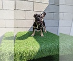 Small Photo #5 French Bulldog Puppy For Sale in NORTH HILLS, CA, USA