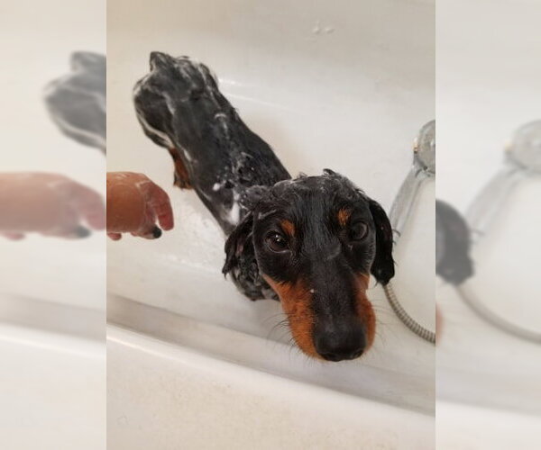 Medium Photo #8 Dachshund Puppy For Sale in San Antonio, TX, USA