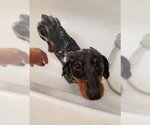 Small #7 Dachshund