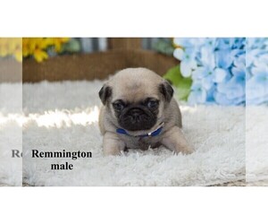 Pug Puppy for sale in CLARE, MI, USA