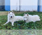 Small #1 Huskies  Mix
