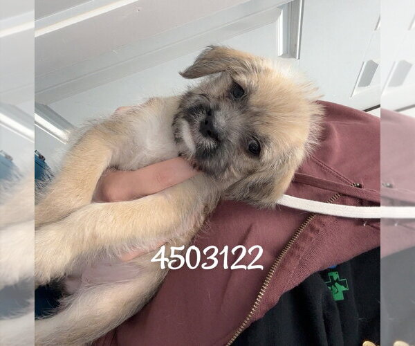 Medium Photo #1 Norfolk Terrier-Pug Mix Puppy For Sale in Chico, CA, USA