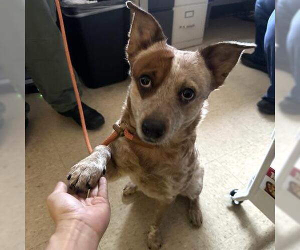 Medium Photo #1 Mutt Puppy For Sale in Camarillo, CA, USA