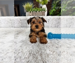 Yorkshire Terrier Puppy for sale in GREENFIELD, IN, USA