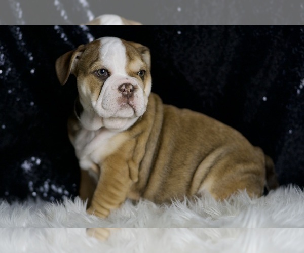 Medium Photo #2 English Bulldog Puppy For Sale in WARSAW, IN, USA