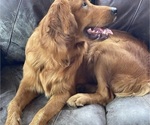 Small Photo #1 Golden Retriever Puppy For Sale in CLEVELAND, TN, USA