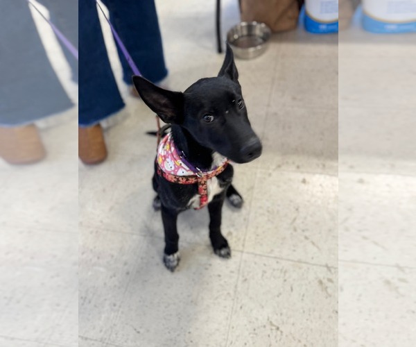 Medium Photo #8 Mutt Puppy For Sale in Holly Springs, NC, USA