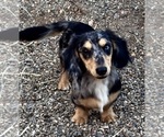 Small Photo #1 Dachshund Puppy For Sale in VALLIANT, OK, USA