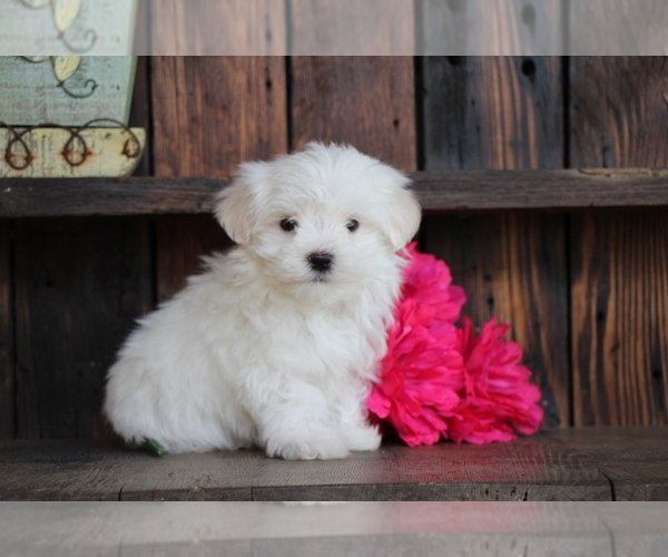 Medium Photo #1 Maltese Puppy For Sale in BALTIC, OH, USA