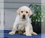 Small #2 Labrador Retriever