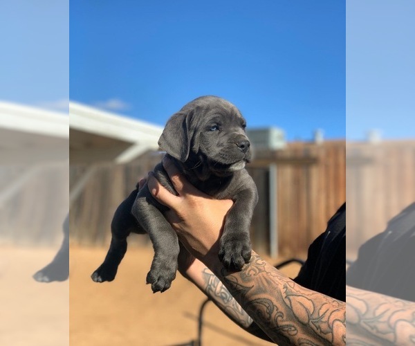 Medium Photo #9 Cane Corso Puppy For Sale in MORENO VALLEY, CA, USA