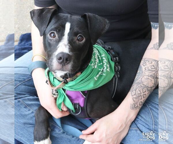 Medium Photo #3 Boxador Puppy For Sale in Washington, DC, USA