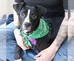 Small #2 Boxador