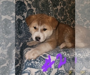 Akita Puppy for sale in COLUMBUS, OH, USA