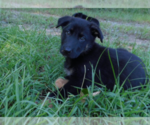 Small #13 Shepweiller