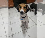 Small Treeing Walker Coonhound Mix