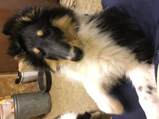 Collie Puppy for sale in PICKFORD, MI, USA