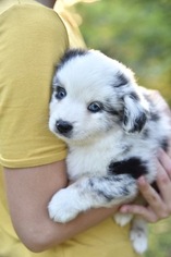 Miniature Australian Shepherd Puppy for sale in JAY, FL, USA