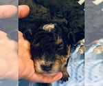 Puppy Pearl Bernedoodle (Miniature)