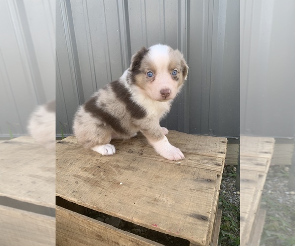 Medium Photo #20 Australian Shepherd Puppy For Sale in LYNN, IN, USA
