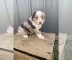 Small Photo #20 Australian Shepherd Puppy For Sale in LYNN, IN, USA