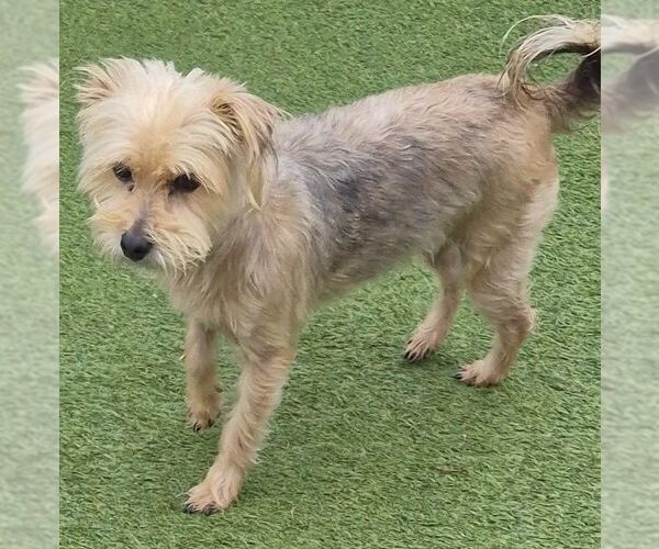 Medium Photo #3 Cairn Terrier-Unknown Mix Puppy For Sale in Carrollton, TX, USA