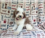 Small #5 Cavapoo